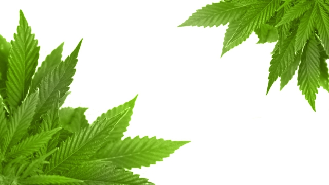 High Times: Exploring the Buzz around Marijuana