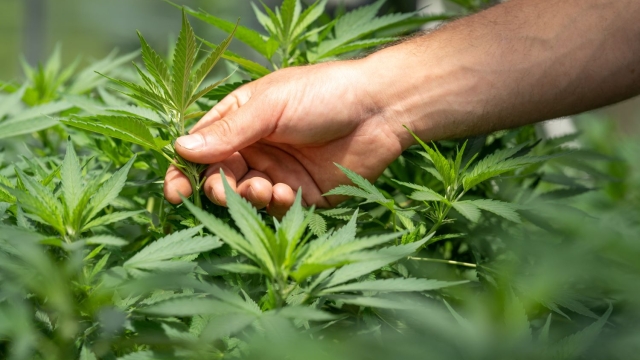 The High Life: Exploring the Buzz around Marijuana