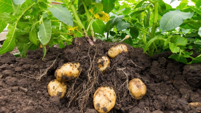 Digging into Success: The Art of Potato Planting