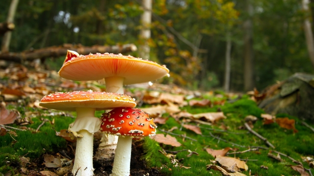 Fungi Fun: The Art of Mushroom Cultivation